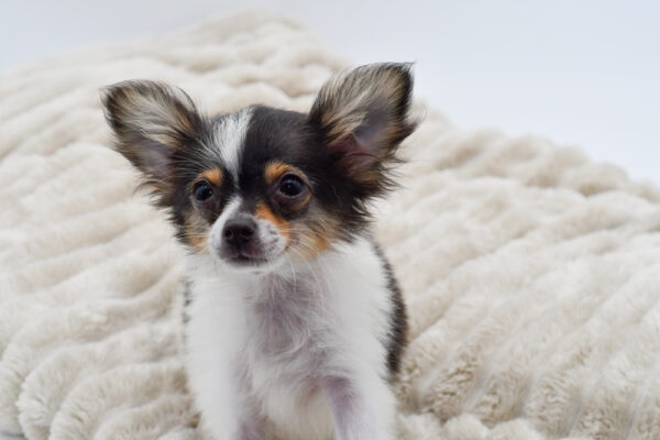 [#251143-01]  - White / Black M Chihuahua Puppies for Sale