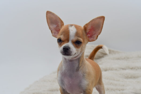 [#251318-02]  - Fawn / White M Chihuahua Puppies for Sale