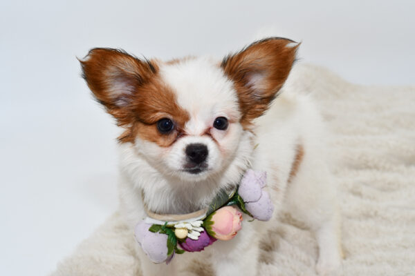 [#251663-03]  - Sable / White F Papillon Puppies for Sale