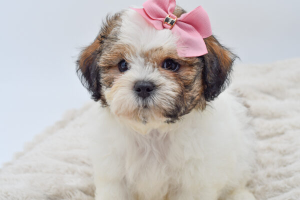 [#251683-03]  - Sable / White F Shih Tzu/Bichon Puppies for Sale