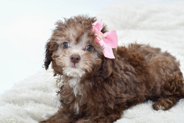 [#251139-04]  - Brown F ShihPoo Puppies for Sale