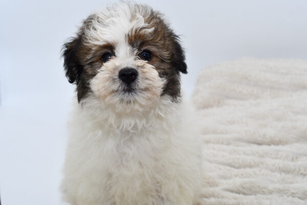 [#251305-04]  - Tri-Colored M Pomachon Puppies for Sale