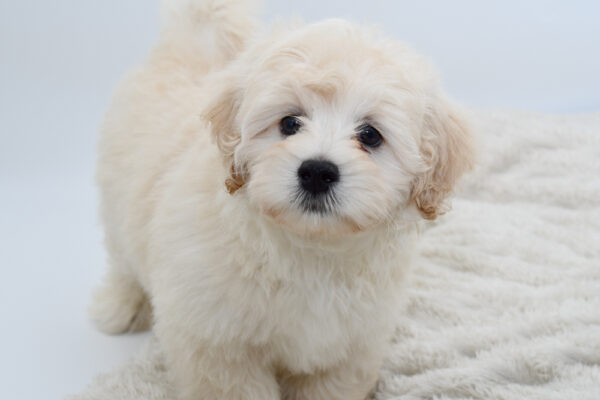 [#251363-03]  - Cream M Maltese/Poodle Mini Puppies for Sale