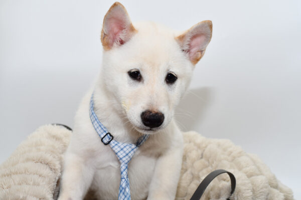 [#251709-02]  - Cream M Shiba Inu Puppies for Sale