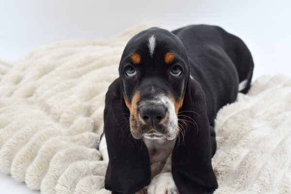 [#251732-03]  - Black / White M Basset Hound Puppies for Sale