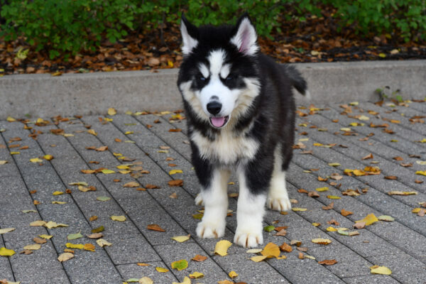 [#251907-01]  - Black / White M Siberian Husky Puppies for Sale