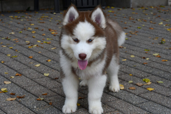 [#252053-01]  - Red / White M Siberian Husky Puppies for Sale