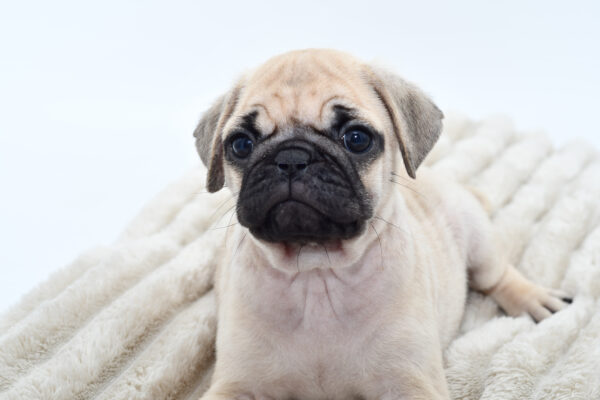 [#251198-03]  - Fawn M Pug Puppies for Sale