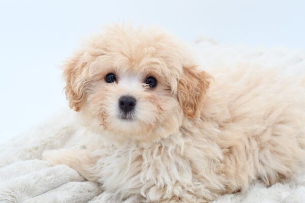 [#251516-01]  - Sable M PomAPoo Puppies for Sale