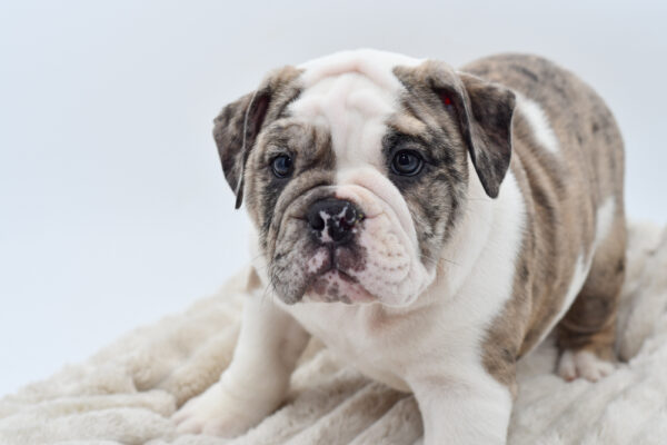 [#251491-03]  - Blue Merle F English Bulldog  Puppies for Sale