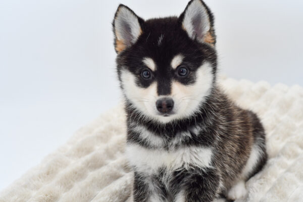 [#251616-02]  - Black / White M Alaskan Klee Kai Puppies for Sale