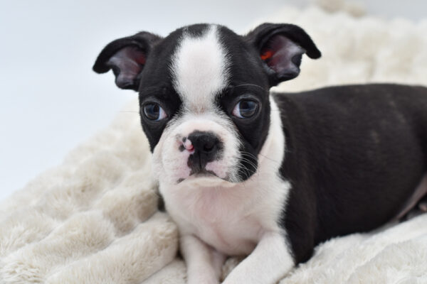 [#251502-02]  - Black / White M Boston Terrier Puppies for Sale