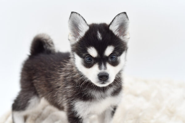 [#251515-03]  - Black / Silver F Alaskan Klee Kai Puppies for Sale