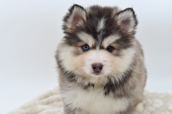 [#251954-02]  - Gray / White M Pomsky Puppies for Sale