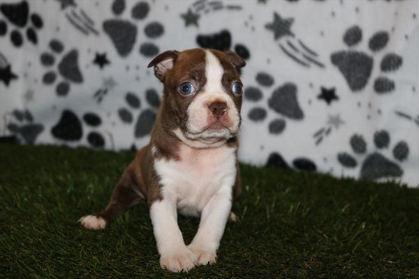 [#251530-07]  - Brown / White F Boston Terrier Puppies for Sale