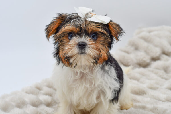 [#251426-03]  - Black White / Tan F Biewer Terrier Puppies for Sale