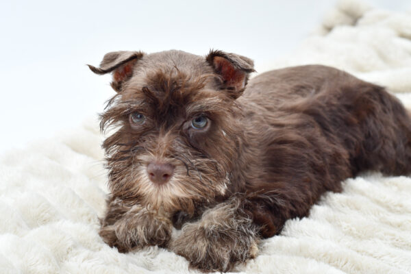 [#251597-01]  - Chocolate M Miniature Schnauzer Puppies for Sale