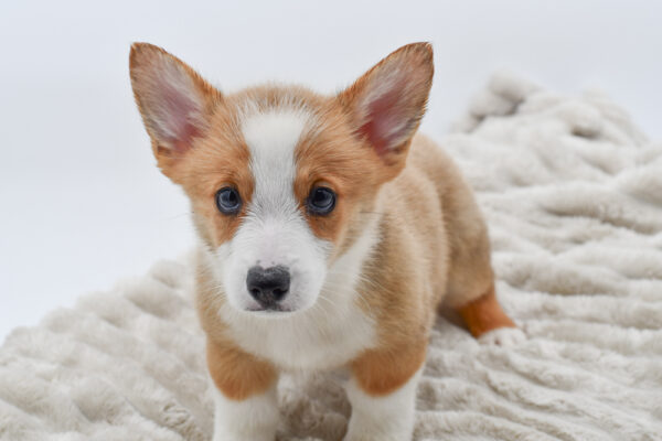 [#251707-04]  - Red / White M Pembroke Welsh Corgi Puppies for Sale