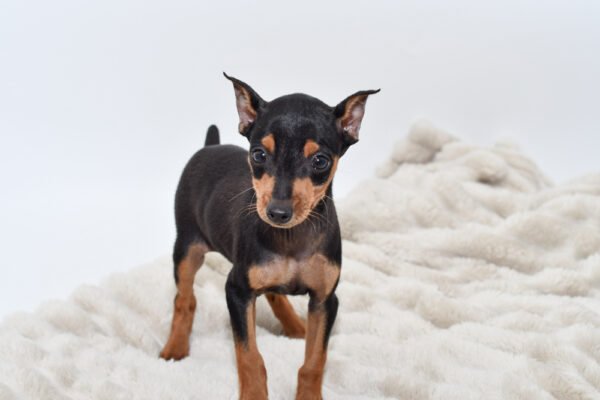 [#252034-03]  - Black / Tan F Miniature Pinscher Puppies for Sale