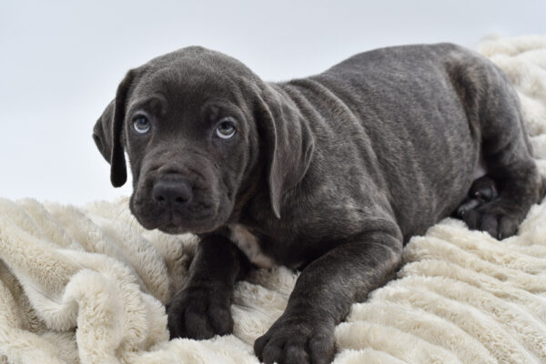 [#25629-08]  - Blue F Cane Corso Puppies for Sale