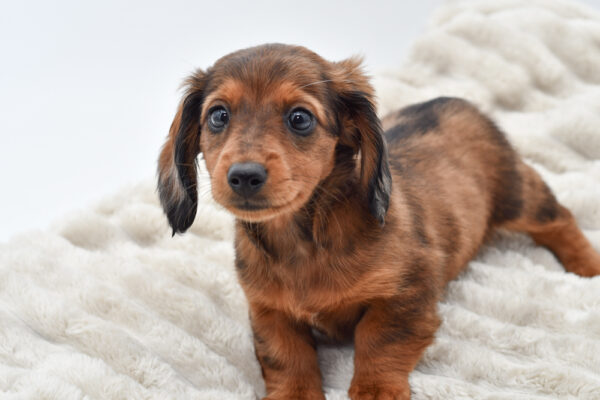 [#25632-04]  - Chocolate F Dachshund Puppies for Sale
