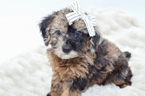 [#2549-08]  - Chocolate Merle F Poodle Mini Puppies for Sale