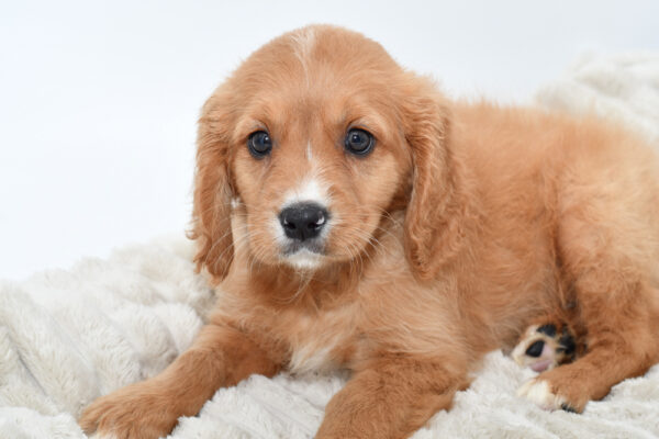[#25199-03]  - Golden M Mini Golden Retriever Puppies for Sale