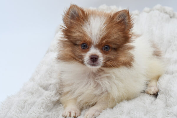 [#251427-01]  - Brown / White M Pomeranian Puppies for Sale