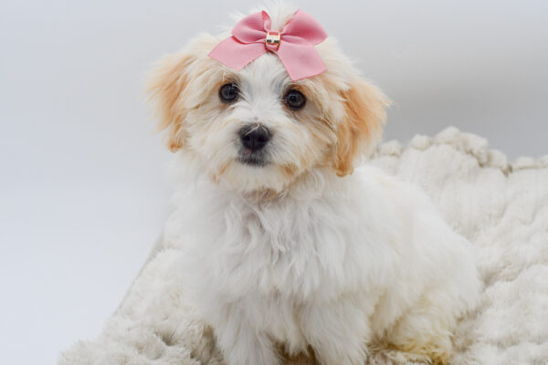 [#251468-04]  - White / Cream F Havanese Puppies for Sale