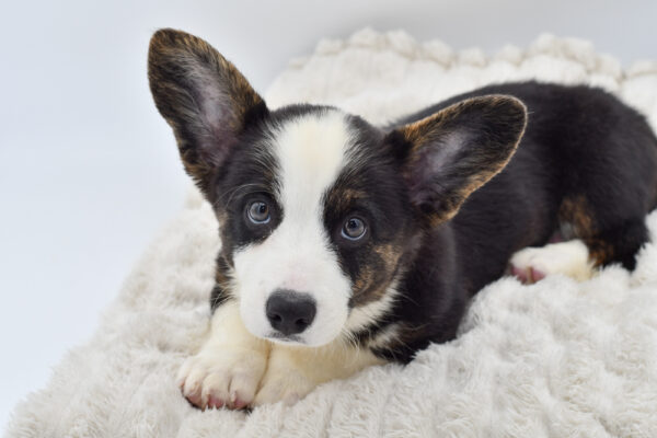 [#251613-03]  - Black / White F Cardigan Welsh Corgi Puppies for Sale