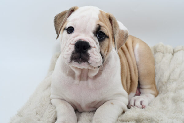 [#251787-08]  - Lilac F Olde Bulldog Puppies for Sale