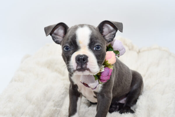[#251938-05]  - Blue / White F Boston Terrier Puppies for Sale