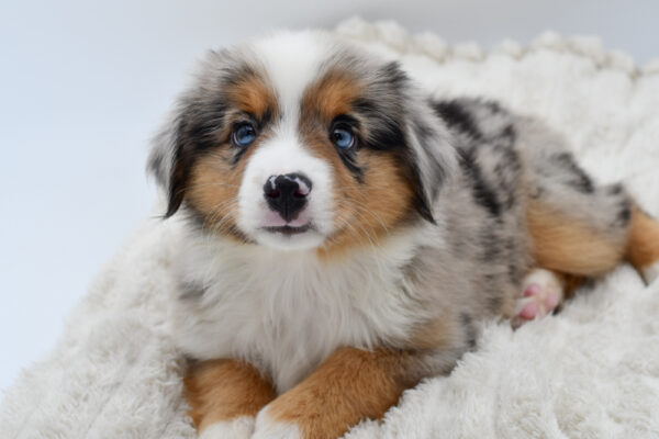 [#251950-03]  - Blue Merle M Miniature Australian Shepherd Puppies for Sale