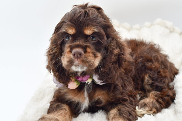 [#252148-03]  - Chocolate / Tan F Cocker Spaniel Puppies for Sale