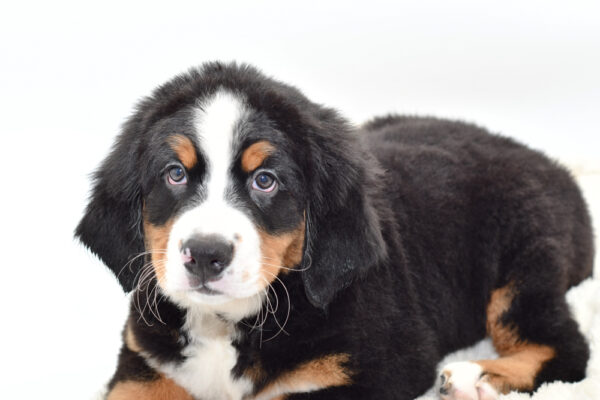 [#25624-01]  - Tri-Colored M Bernese Mountain Dog Puppies for Sale