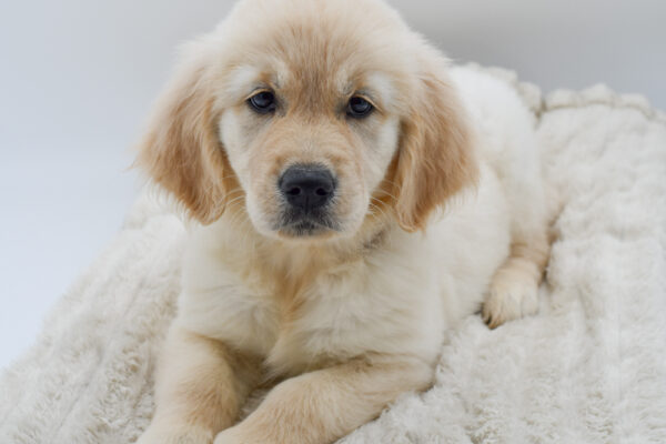 [#25630-08]  - Light Golden F Golden Retriever Puppies for Sale