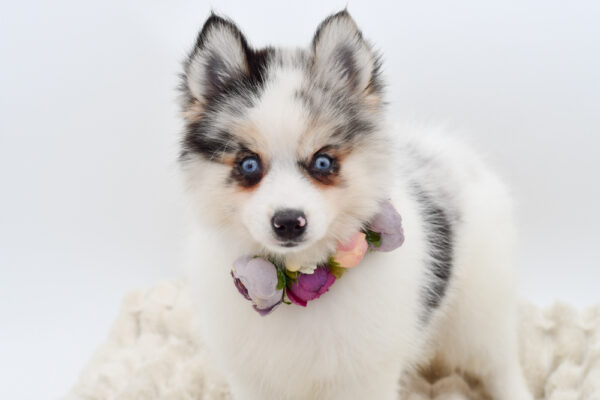 [#251738-06]  - Blue Merle F Pomsky 2nd Gen Puppies for Sale