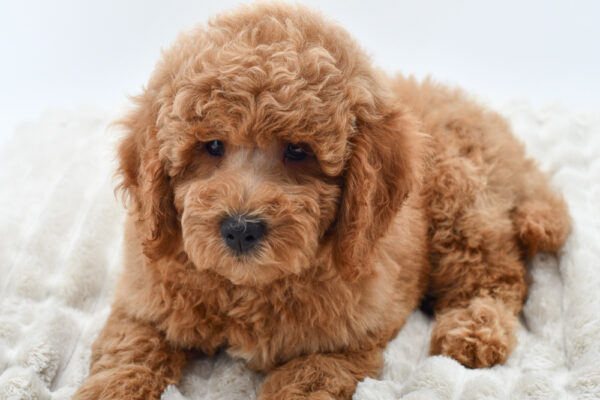 [#251808-03]  - Red M Goldendoodle Mini 2nd Gen Puppies for Sale