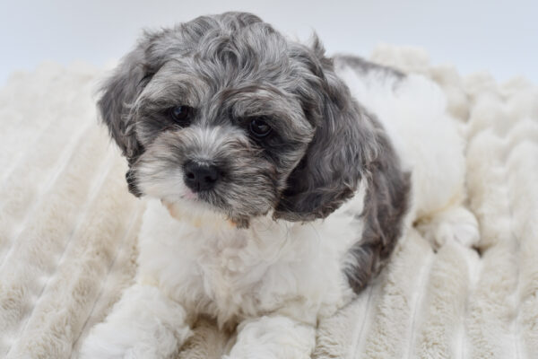 [#251918-01]  - Blue Merle M Cock A Poo Puppies for Sale