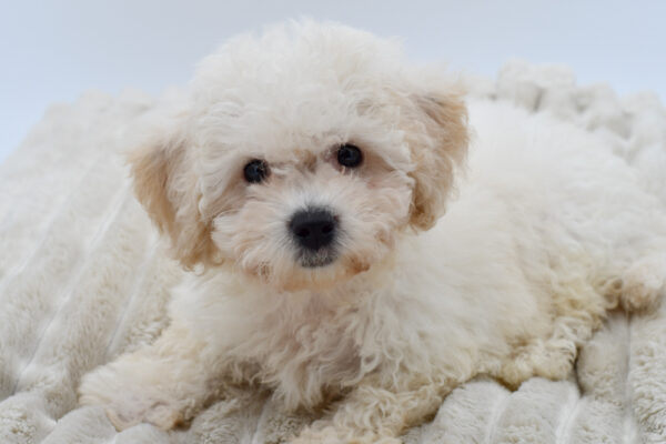 [#252100-02]  - White M Bichon Frise Puppies for Sale
