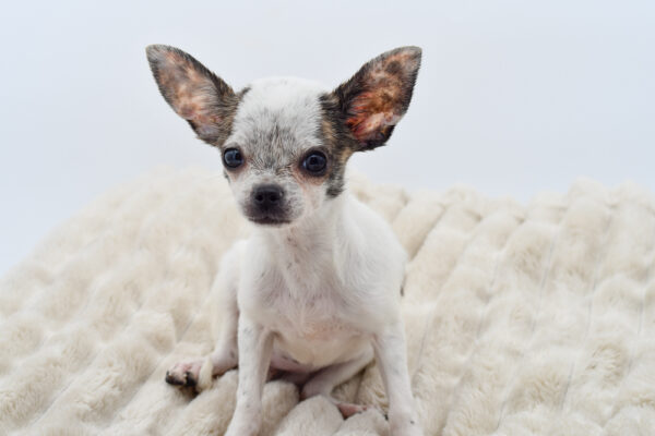 [#251318-05]  - White / Brindle F Chihuahua Puppies for Sale