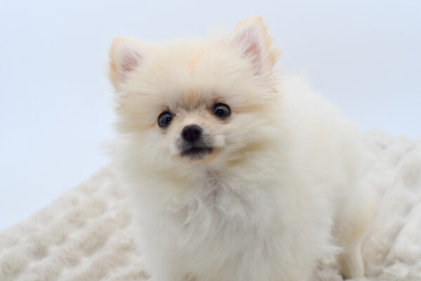 [#251742-01]  - White M Pomeranian Puppies for Sale
