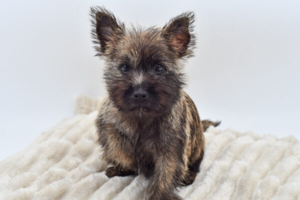 [#251906-08]  - Wheaten F Cairn Terrier Puppies for Sale