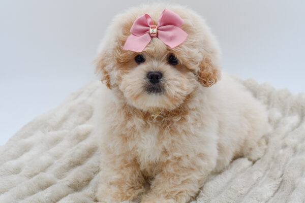 [#251940-05]  - Cream F PekeAPoo Puppies for Sale