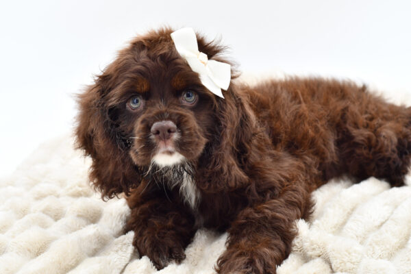 [#251948-02]  - Chocolate F Cocker Spaniel Puppies for Sale