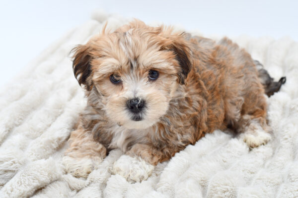 [#251359-03]  - Brown / White M Teddy Bear Puppies for Sale