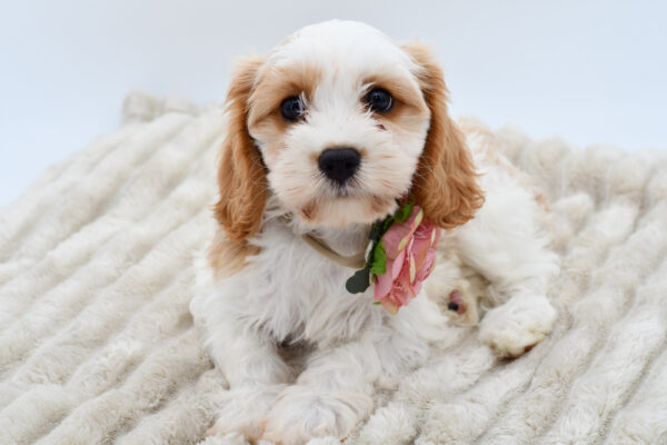 [#251503-07]  - Blenheim F Cavalier King Charles Spaniel/Cavachon Puppies for Sale