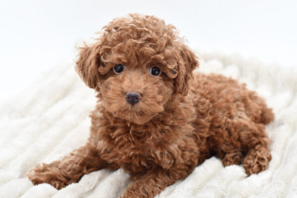 [#251522-01]  - Red M Poodle Puppies for Sale