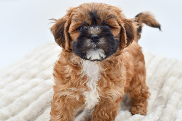 [#251523-03]  - Brown M ShihPoo Puppies for Sale