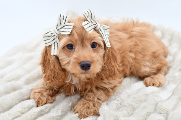 [#251682-03]  - Apricot F Cock A Poo Puppies for Sale